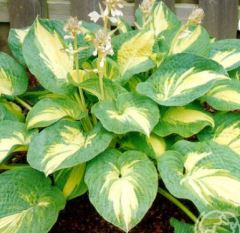 Хоста Грейт Экспектейшин гибридная 1шт /Hosta Great Expectations