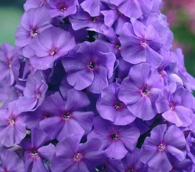 Флокс Аметист метельчатый 1шт/Phlox Paniculata Amethyst