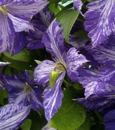 Клематис Тай Дай 1шт  гр.обрезки 3/Clematis Tie Dye