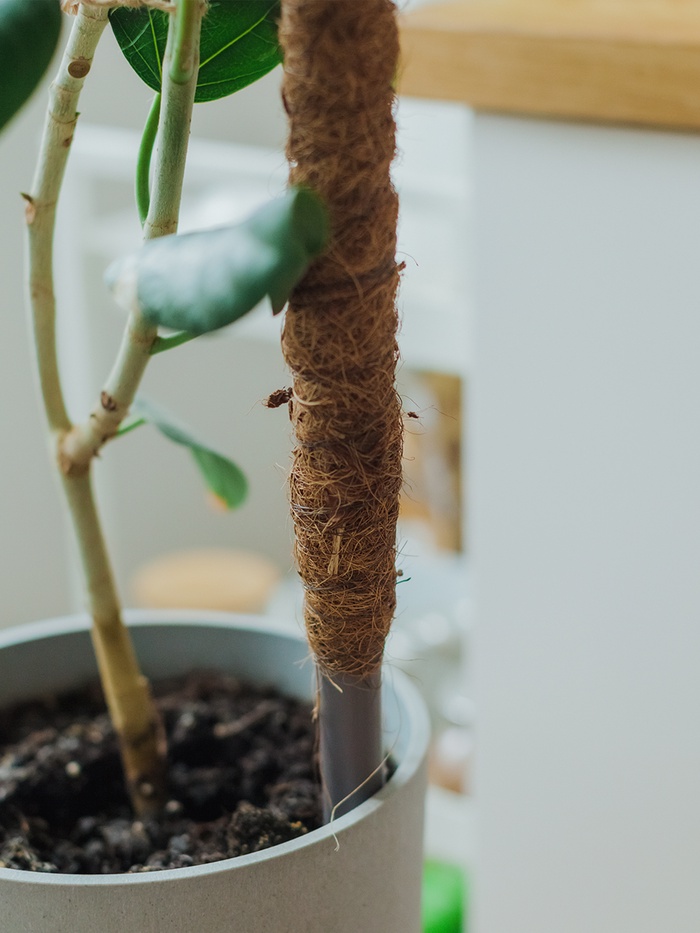 Опора для комнатных цветов, h=120 см, d=2.5 см, пластик, кокосовая оплётка, Greengo