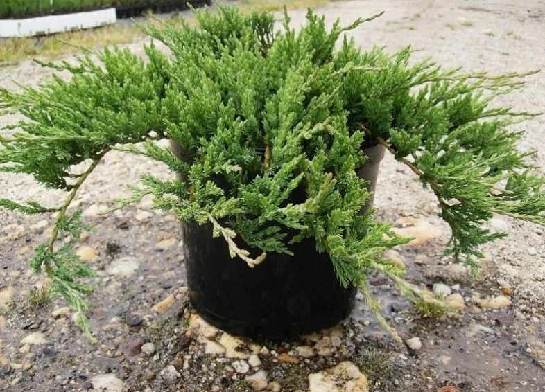 Можжевельник горизонтальный Джейд Ривер С5 1шт/Juniperus horizontalis Jade River