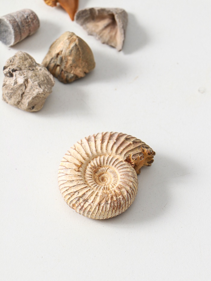 Набор камней коллекционных сувенирных «Аммониты»