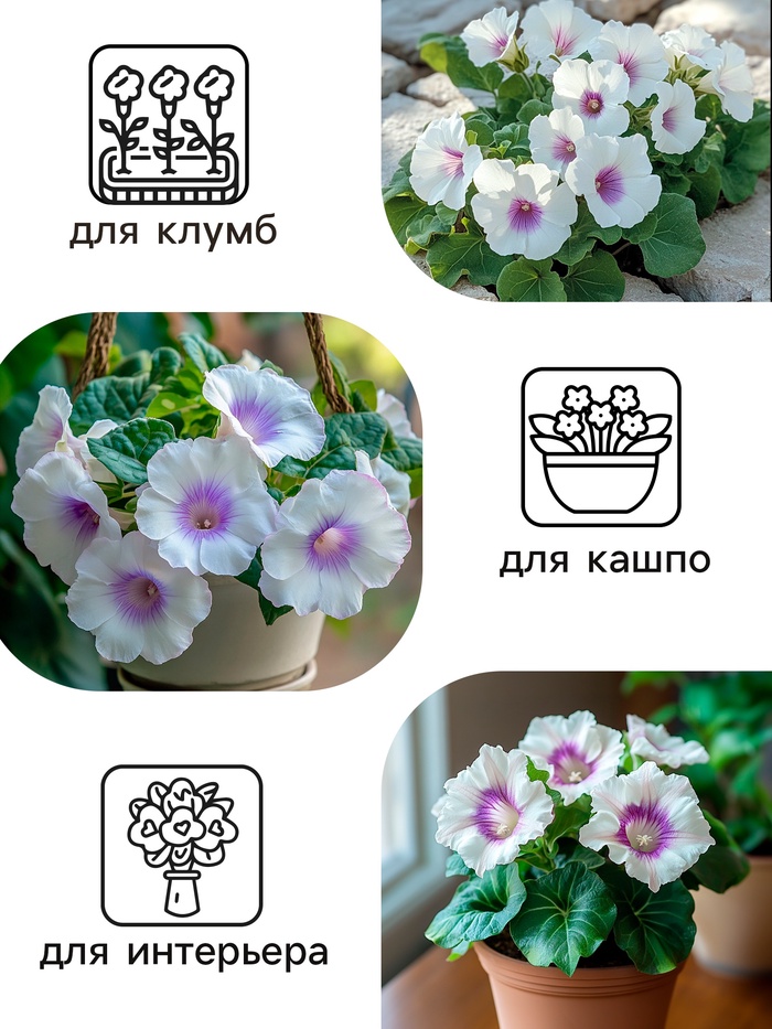 Семена комнатных цветов Глоксиния Аванти «Светло-фиолетовая», F1, «Гавриш», 4 шт.