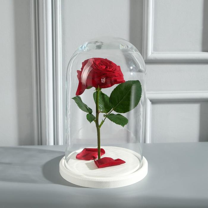 Стеклянный купол - клош на деревянной подставке «Венсан», 25×15 см, белый