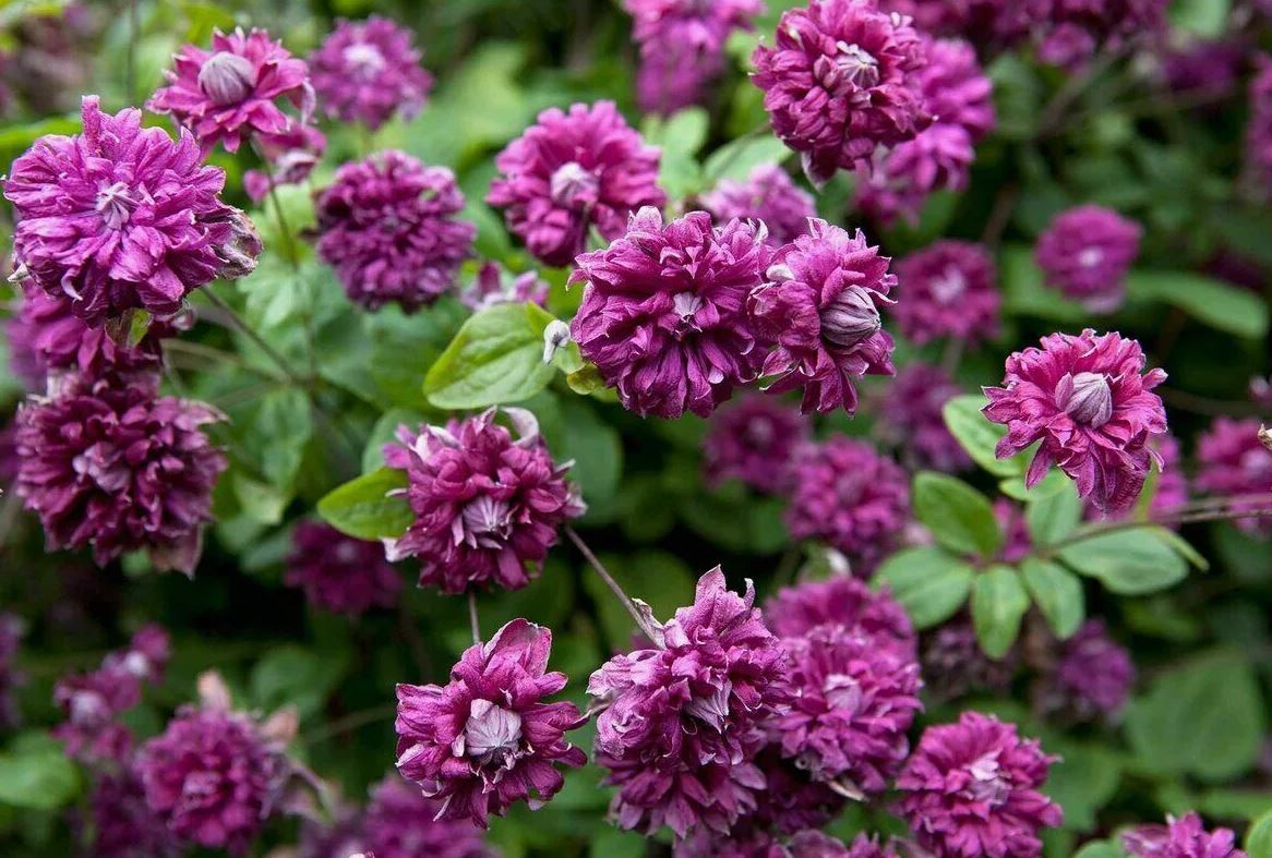 Клематис Пурпуреа Плена Элеганс С2 гр. обрезки 3, 1шт/Purpurea Plena Elegans