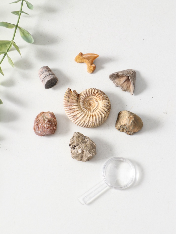 Набор камней коллекционных сувенирных «Аммониты»