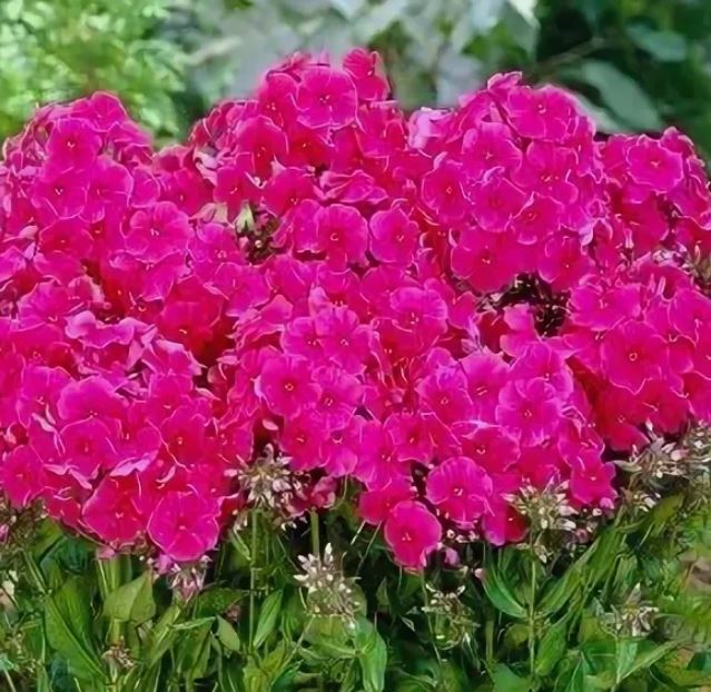Флокс Мисс Мэри метельчатый 1шт/Phlox Paniculata Miss Mary