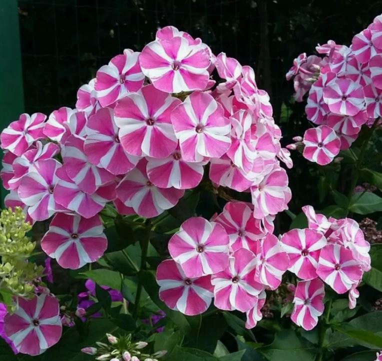 Флокс Пепперминт Твист метельчатый 1шт/Phlox paniculata Pepermint Twist