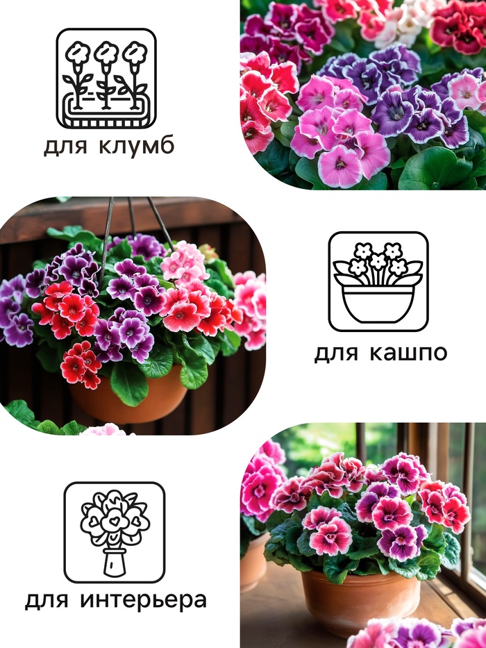 Семена комнатных цветов Глоксиния «Аванти», смесь, F1, 4 шт., «Гавриш»