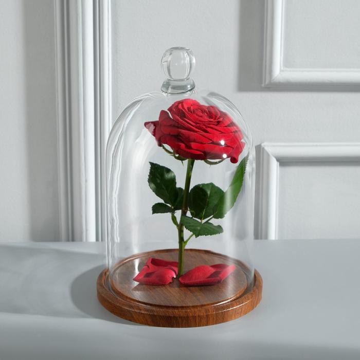 Стеклянный купол - клош с шариком на подставке «Родрик», 27×17 см, стекло, коричневый