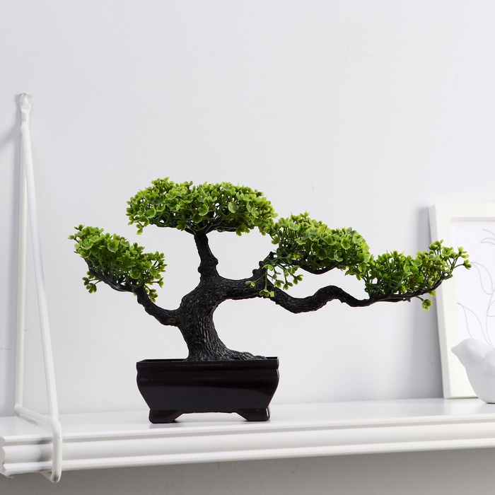 Бонсай в горшке «Делоникс», 10.5×15 см