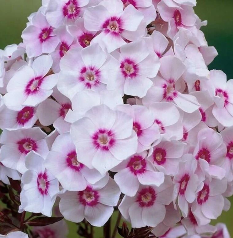 Флокс Брайт Айс метельчатый 1шт/Phlox Paniculata Bright Eyes