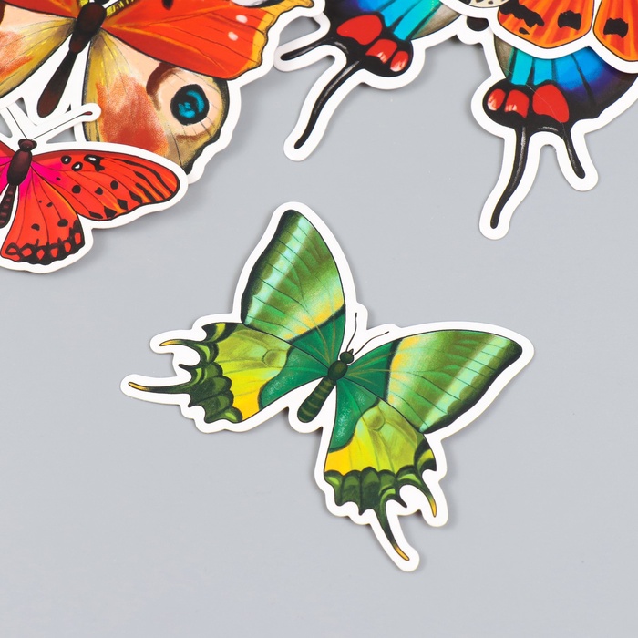 Набор магнитов на холодильник «Натуральные», 12 шт., картон, h=4-10 см