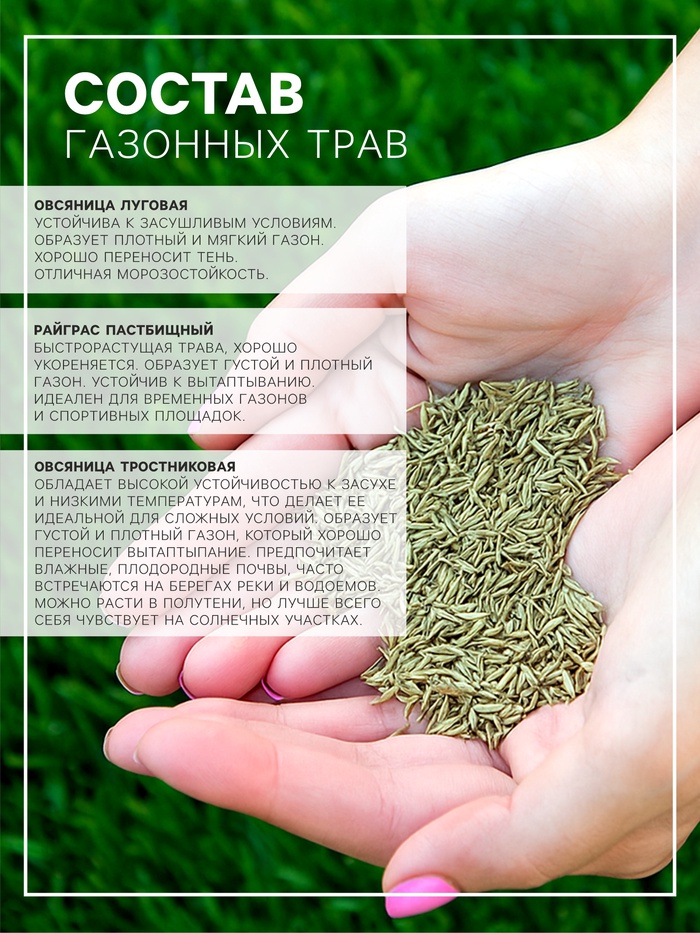 Газонная травосмесь «Засухоустойчивая», 1 кг