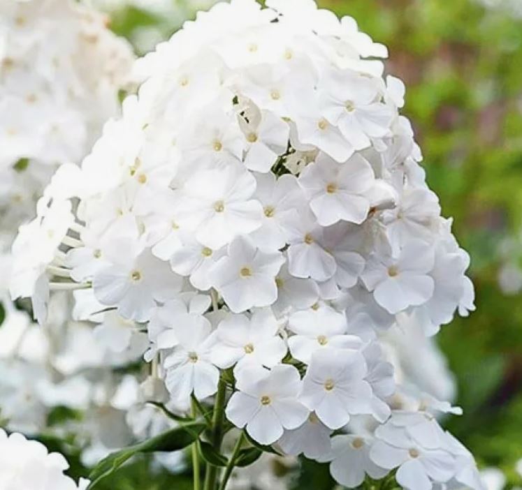 Флокс Пина Колада метельчатый 1шт /Phlox Paniculata Pina Colada