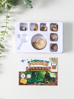 Набор камней коллекционных сувенирных «Аммониты»