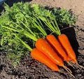 Морковь